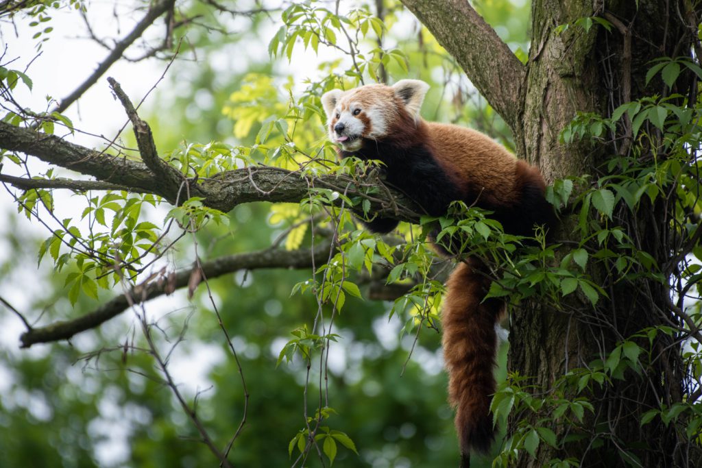 Panda mała Rufus odpoczywa na drzewie.